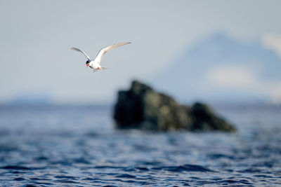 Antarctic tern flies past rocks opening beak
