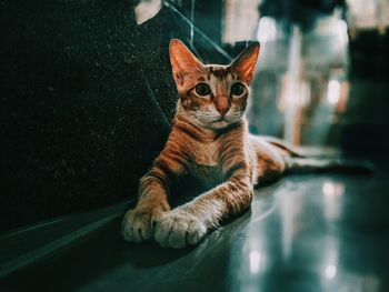 Portrait of a cat looking away