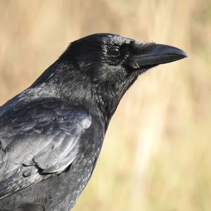 Close-up of a bird