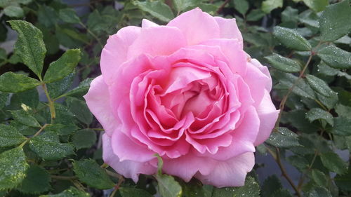 Close-up of pink rose