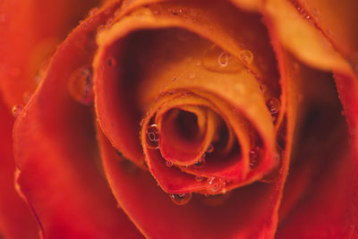 Full frame shot of wet red rose