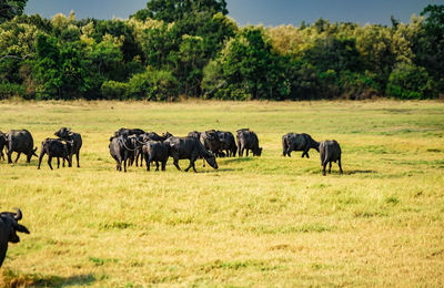 Horses grazing in a field