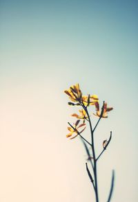 Low angle view of flowering plant against clear sky