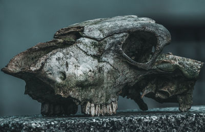Close-up of animal skull