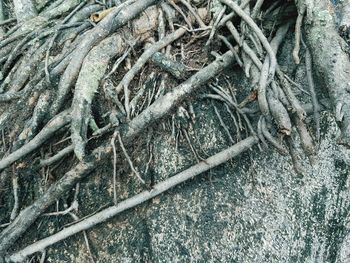 Full frame shot of tree roots on field