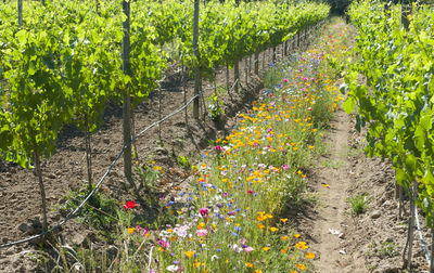 Plants growing on field