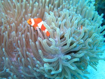 Fish swimming in sea