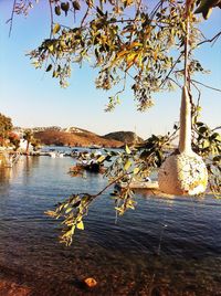 Close-up of tree by lake against sky