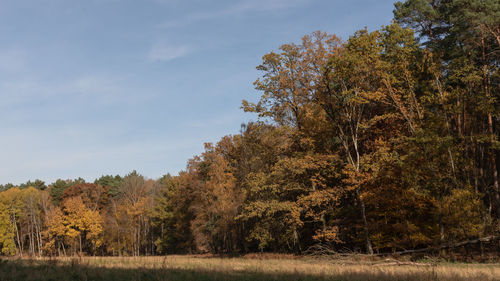 Trees on field against sky during autumn