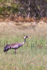 Bird on field