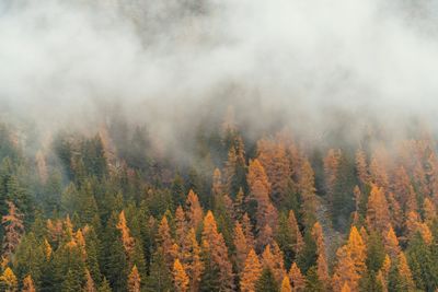 Scenic view of forest during autumn