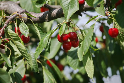 Close-up of red berries growing on tree