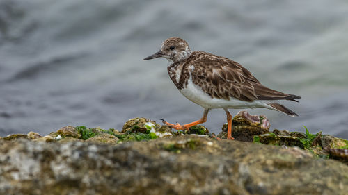 Close-up of bird walking along on rocks