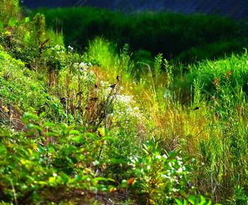 Plants growing in forest