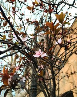 Low angle view of pink flowers blooming on tree