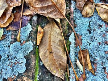 Full frame shot of autumn leaves in water