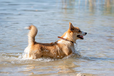 Welsh corgi pembroke fluffy dog playing in the water on the beach