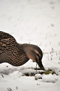 Close-up of a bird on snow covered field