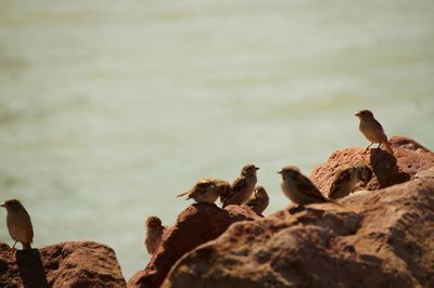 Birds perching on rock 