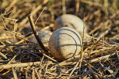 Close-up of shells on field