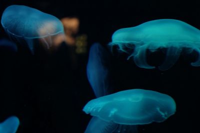 Close-up of jellyfish in aquarium