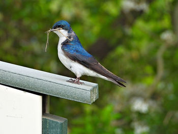 Close-up of bird perching on railing