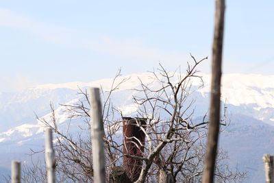 Bare trees on snow covered mountains against sky