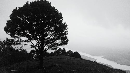 Trees against sky
