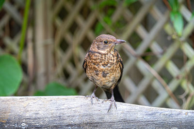 Close up of juvenile young blackbird brown feathers perched on wooden surround in summer sun