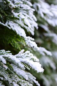 Close-up of frozen plant during winter