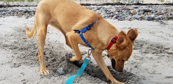 View of a dog digging on beach