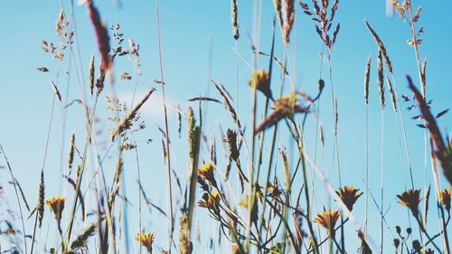 Close-up of plants in field