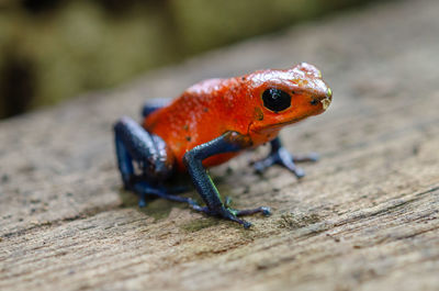 Close-up of lizard on wood