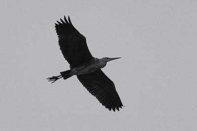 Low angle view of bird flying in sky