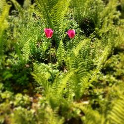 Close-up of red flowers