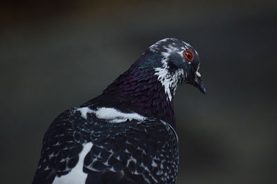 Close-up of a bird looking away