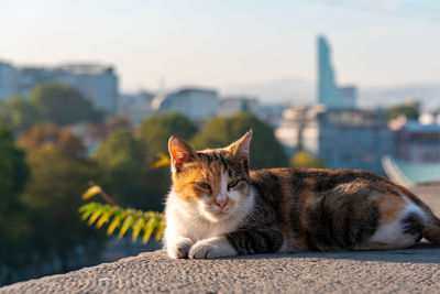 Portrait of cat relaxing on city