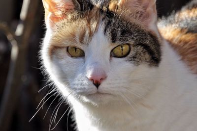 Close-up portrait of cat