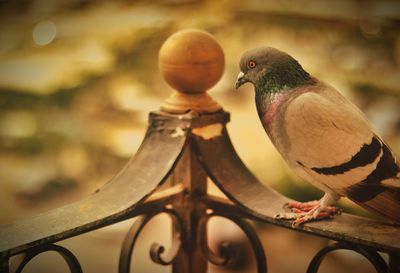 Close-up of pigeons perching on metal railing