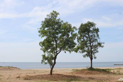 Tree by sea against sky