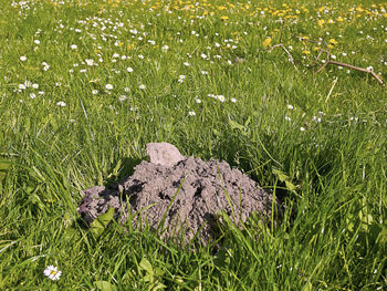 High angle view of starfish on field