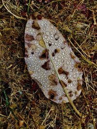 High angle view of mushroom on field