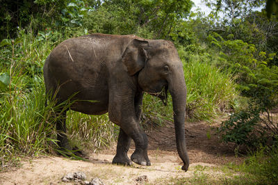 Elephant in a forest