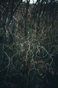 Bare trees in forest