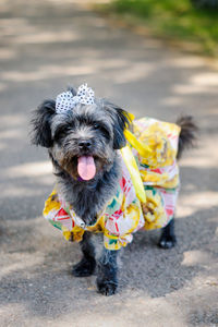 Cute little dog in funny clothes