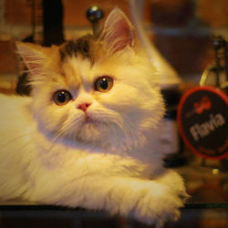 Close-up portrait of a cat looking away