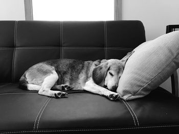 Dog sleeping on sofa at home