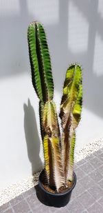 Close-up of succulent plant on table