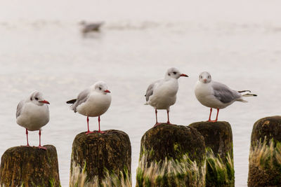 Seagulls perching on wooden post at beach