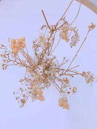 Low angle view of blooming tree against sky